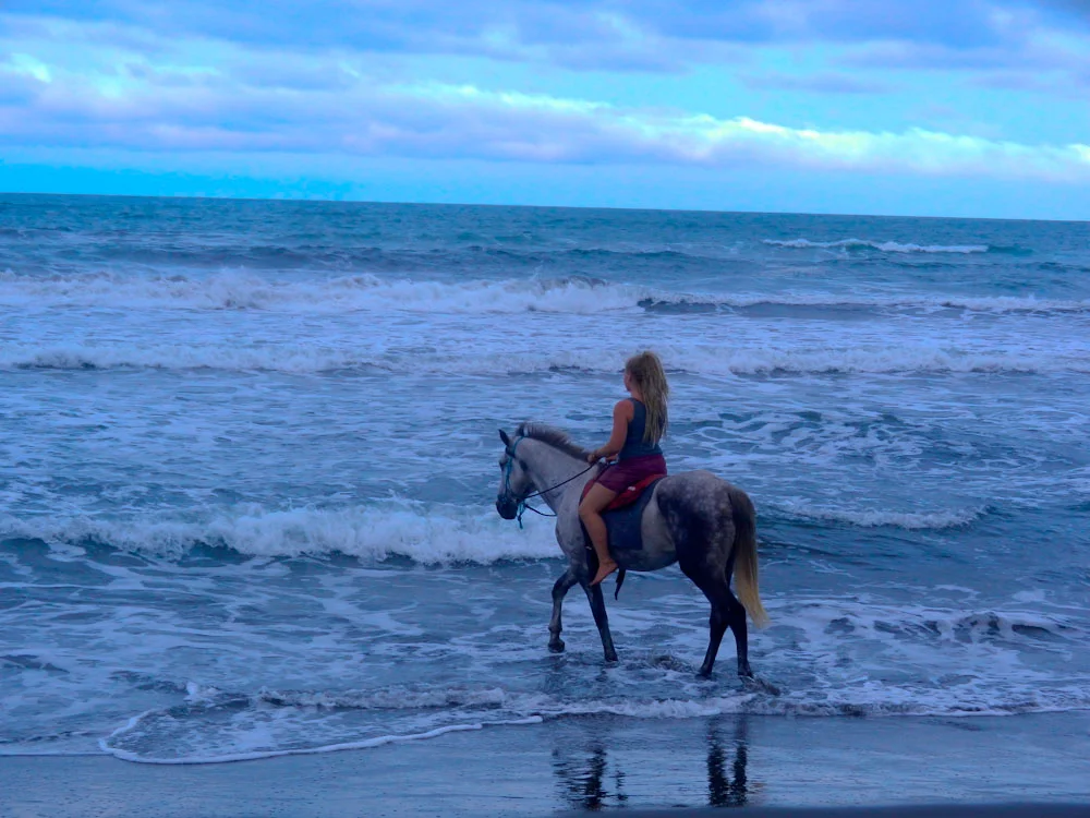 horse ocean.jpg