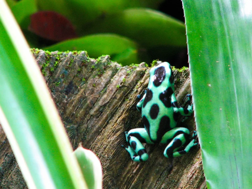 dendrobates-auratus.jpg