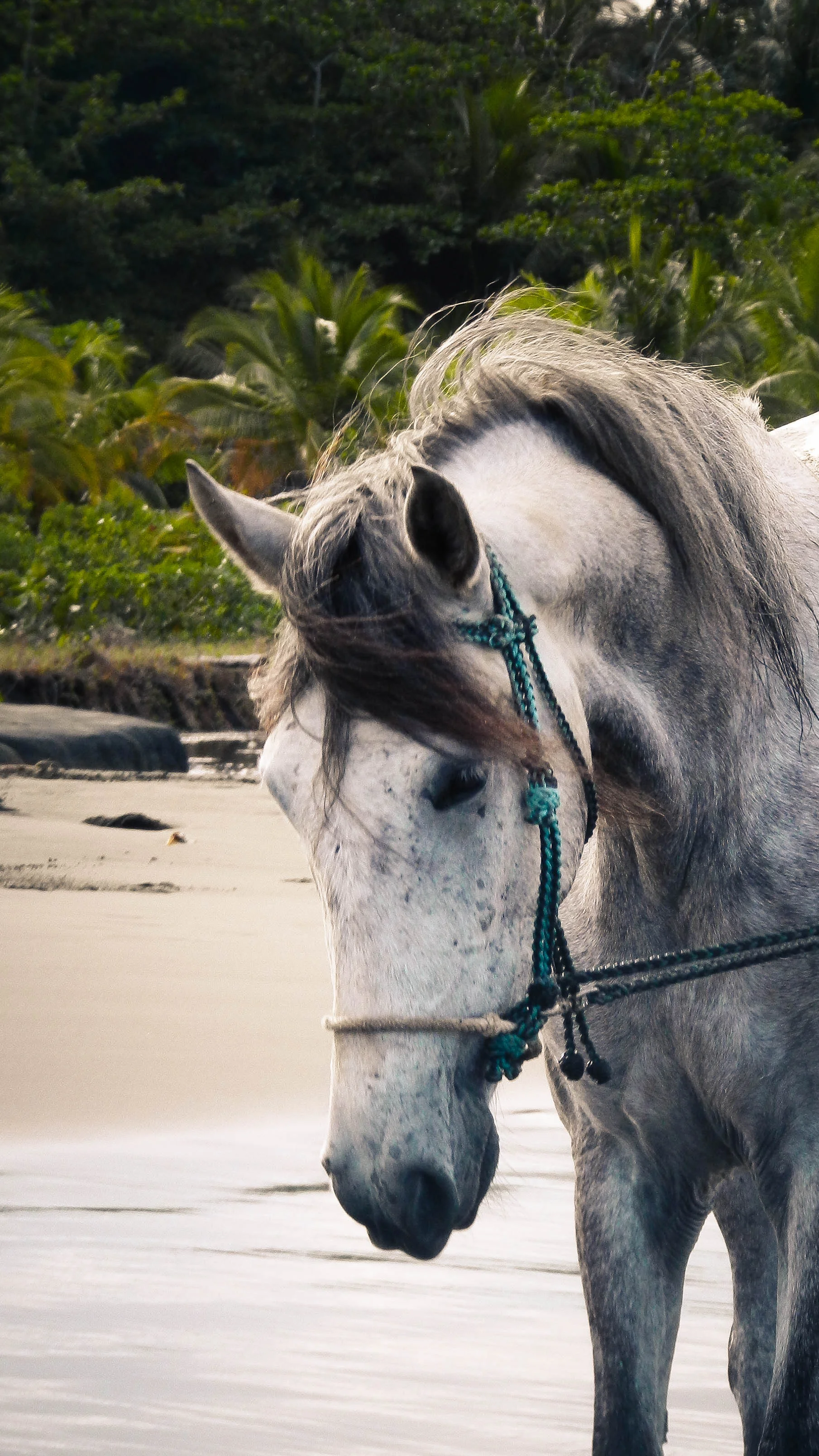 Our Horses