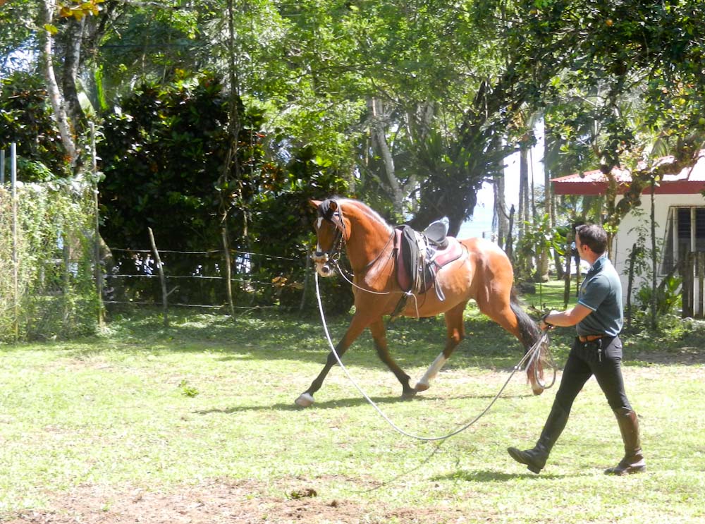 Javier Breton schooling Brego a previously abused Iberian horse