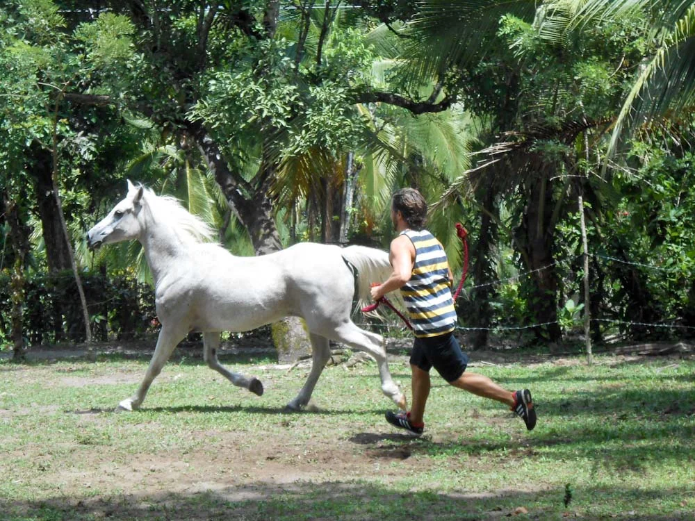 The horse mirrors what we try to hide from others and even ourselves.