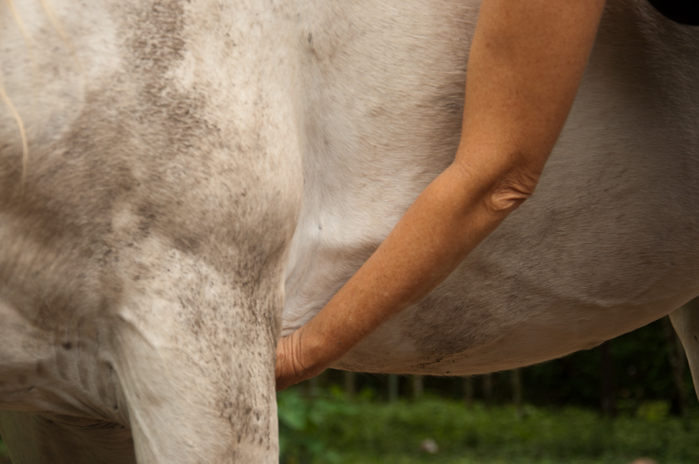 Third position; Right hand where left hand was previously, just behind the rib cage and left hand on Heart Chakra just behind the forearm and in between the legs. Pause here for several moments, breathing gently, letting the life force flow.