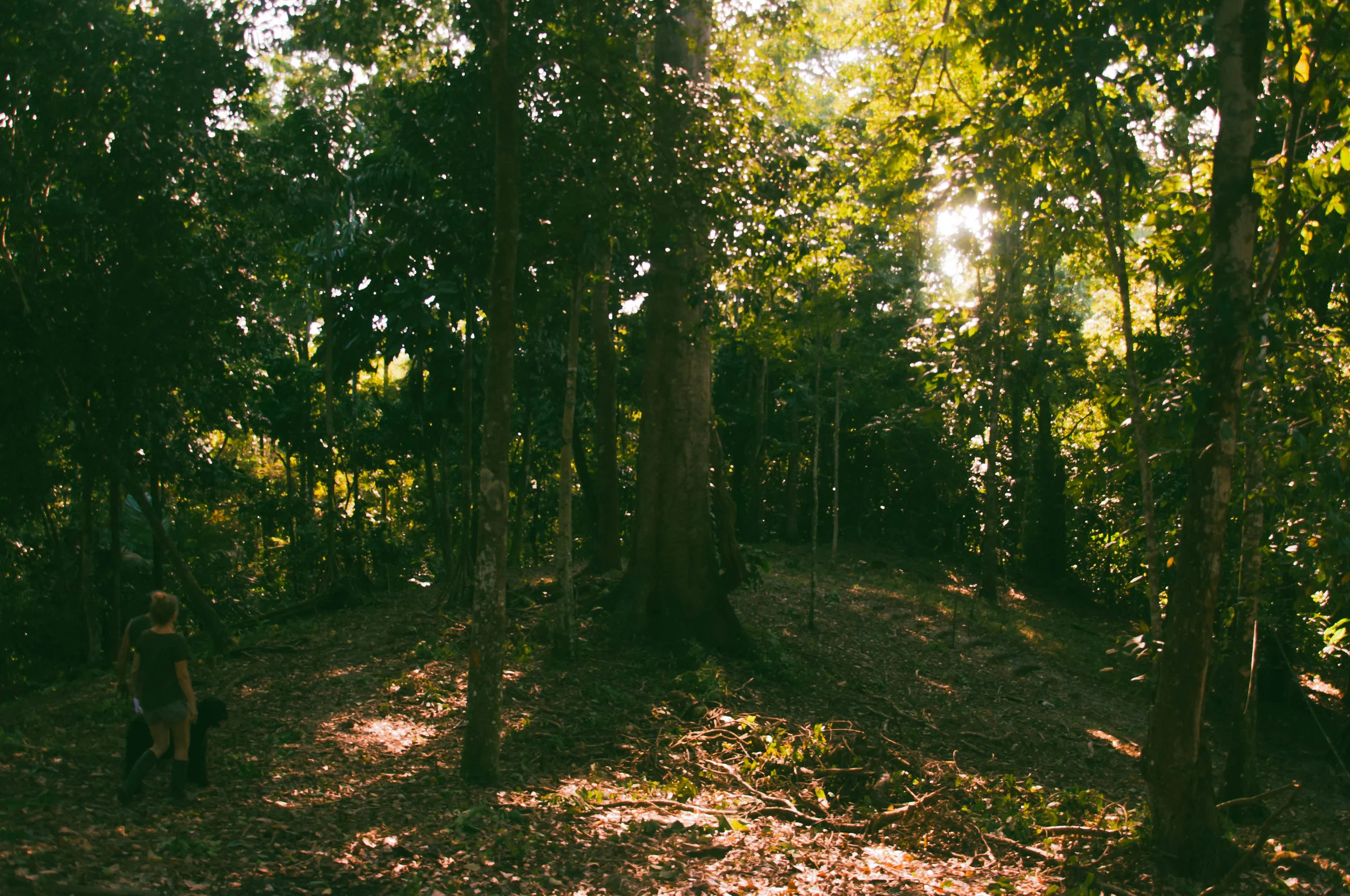 Walking under the canopy of the tropical rainforest.