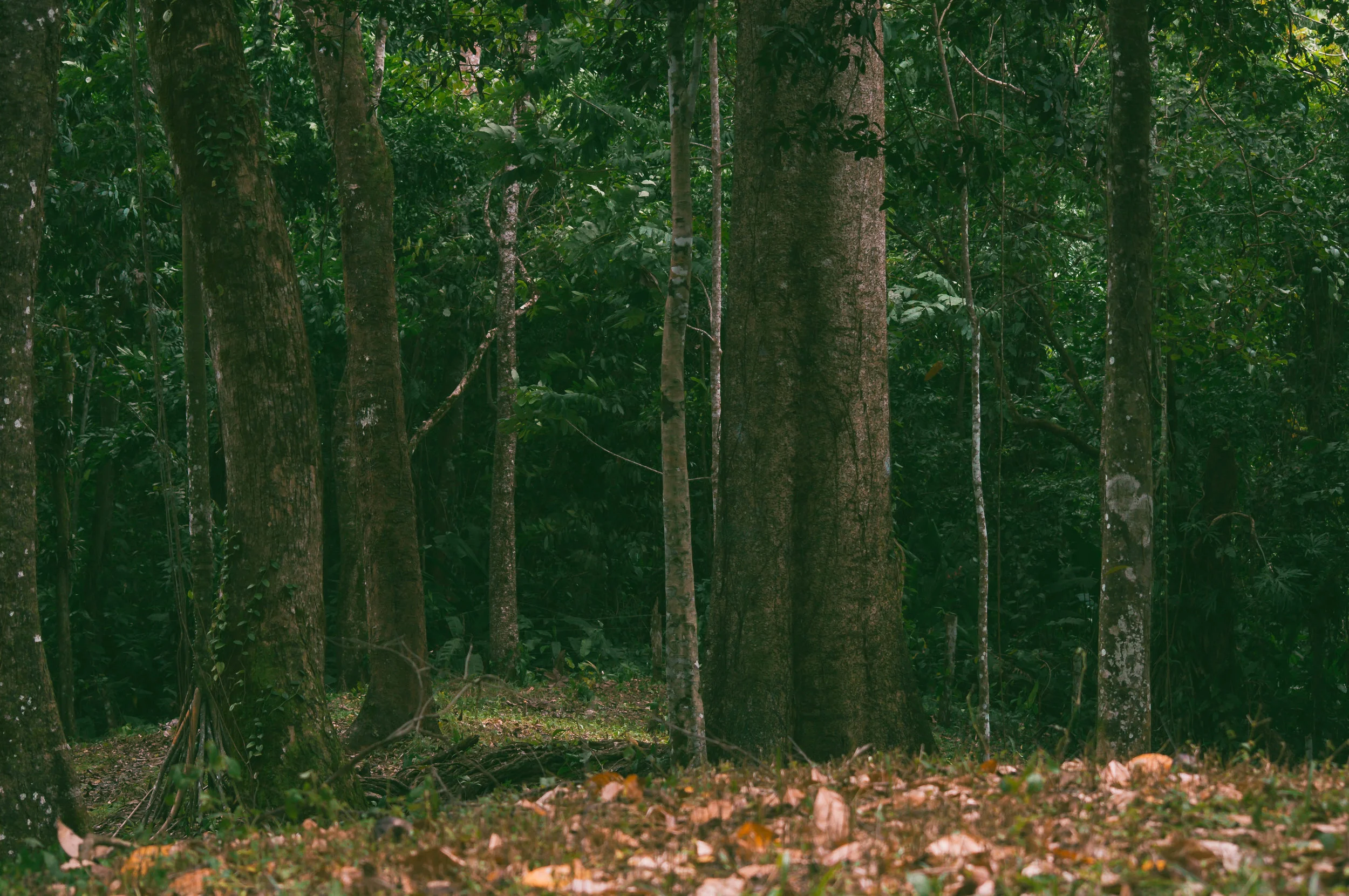 Giant trees hugging the Earth. These trees and others like them, hold the rain water in the land which provides for the whole area and coast. They are important caretakers.