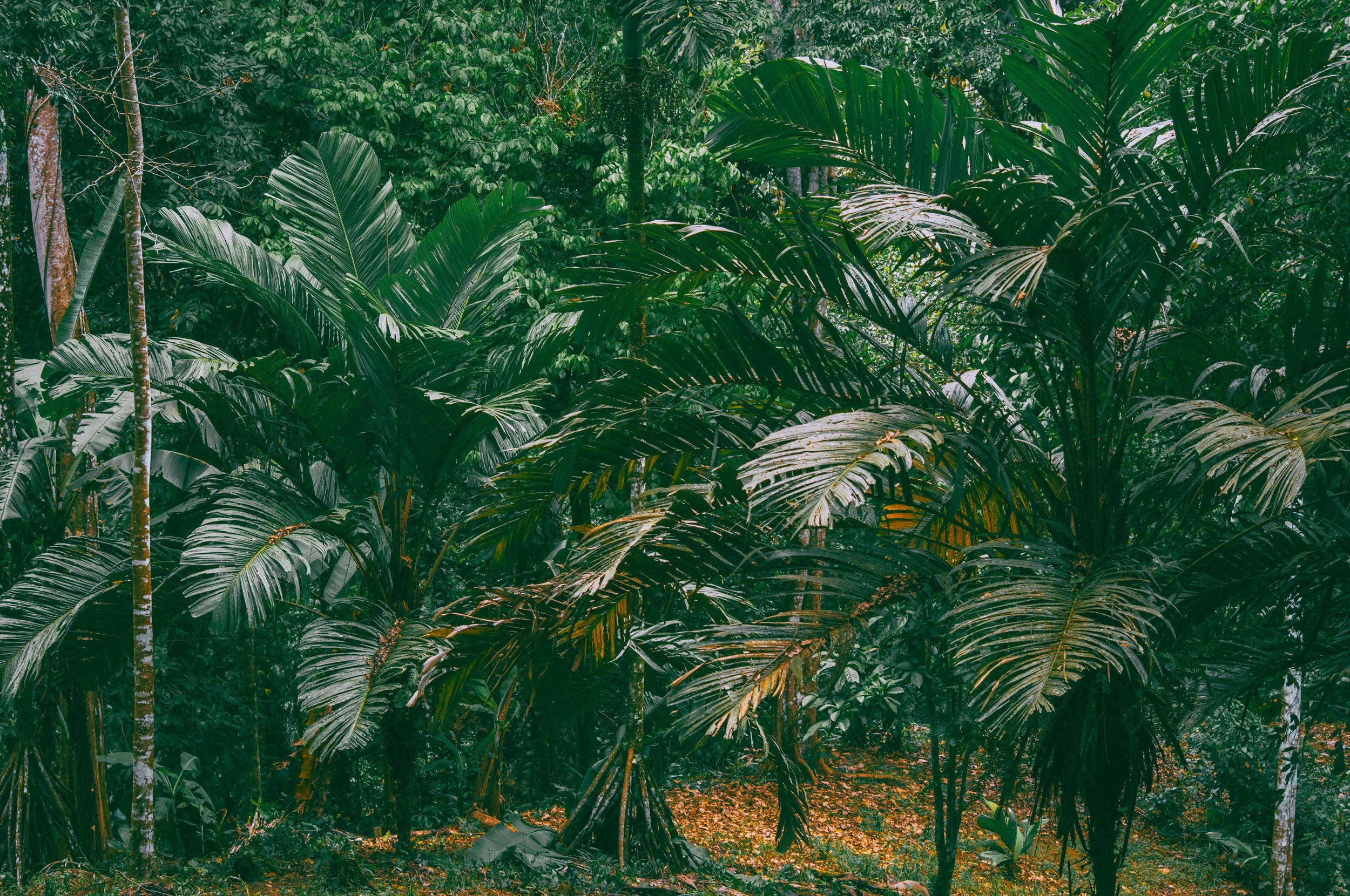 Palm trees shimmering on the mountain top.
