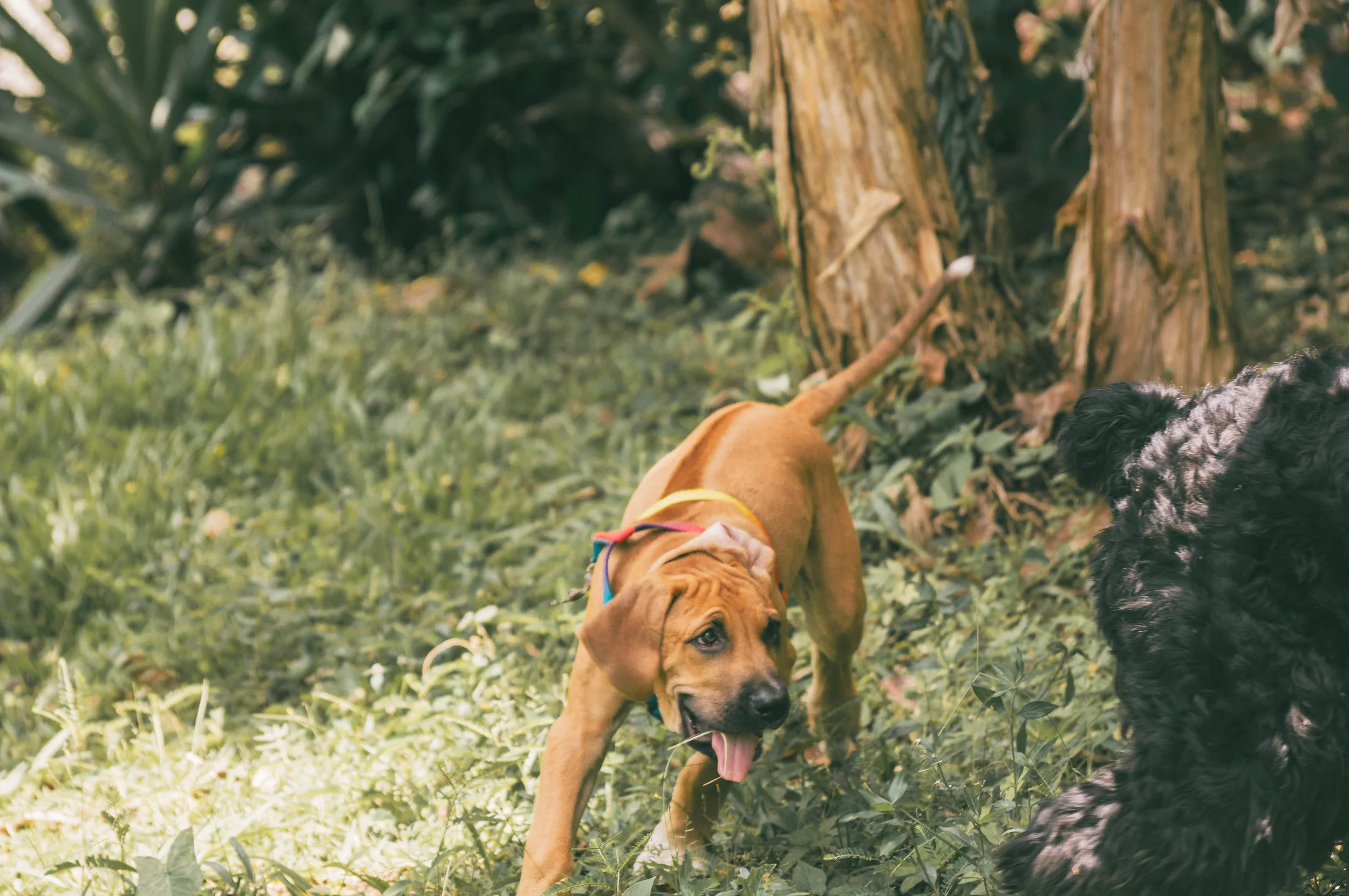 Dixon our 3 month old, at the time, Ridgeback, following his big brother Felix!