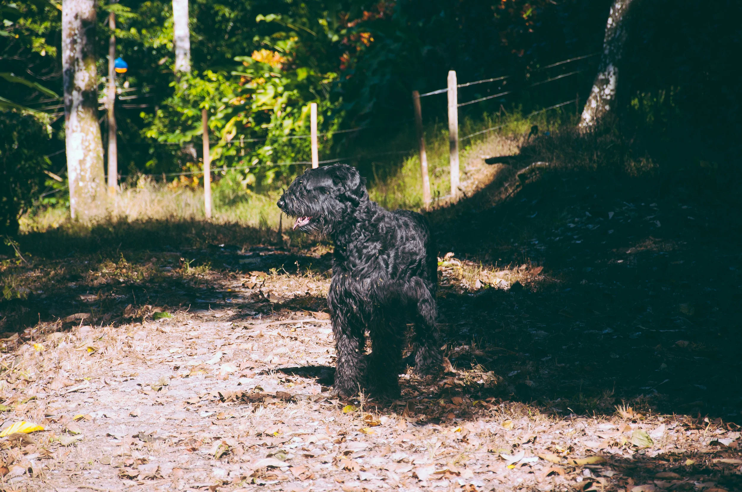 Big brother Felix (Giant Schnauzer) walked the whole perimeter of the 2 1/2 hectares, proclaiming his territory!