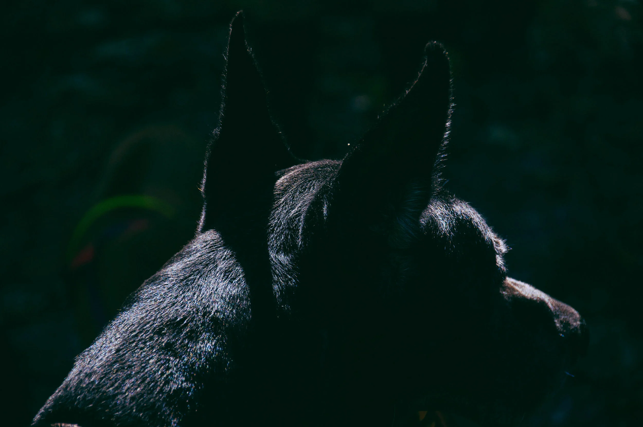 Noble Jasper, ponders on his new world.