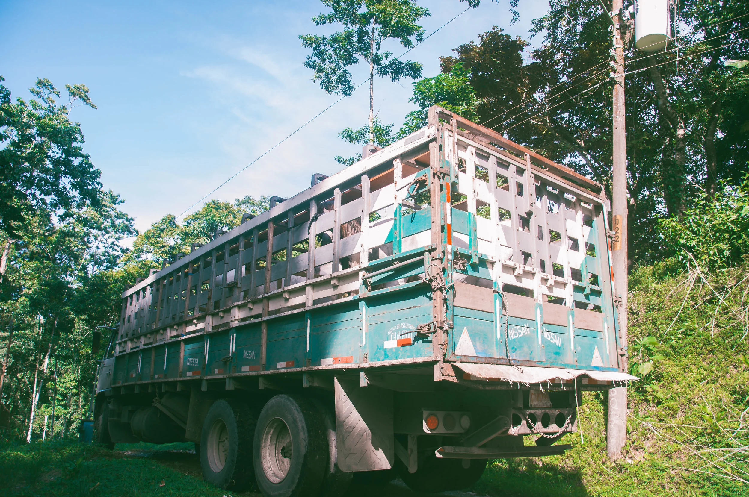 This is how we transported the horses over to their new home. I was quite worried about how they would manage it. But each and everyone of them, jumped up into the truck, as if to say "What ya waiting for? Lets get home!" They had been left behind for a few weeks, while we were preparing fences and they had not been happy about it, they were sad, low energy. But the day they were loaded onto the truck, their faces came alive and they took it all with ease.