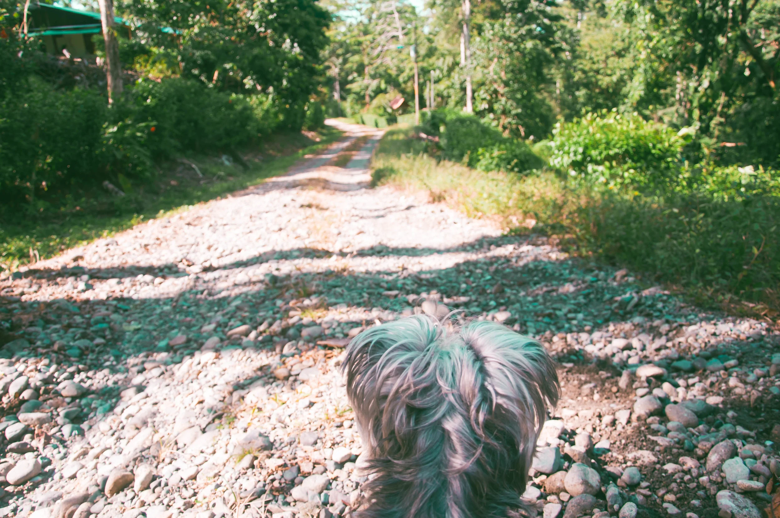 Duffy, Eve's rambunctious little mini Schnauzer, waiting for us to arrive.