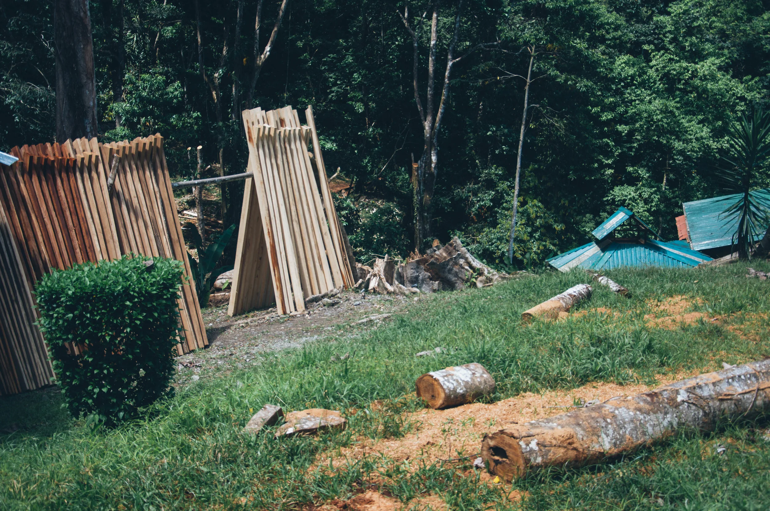 Tropical hardwoods of Laurel, Nispero, Ahoche & Amarillion