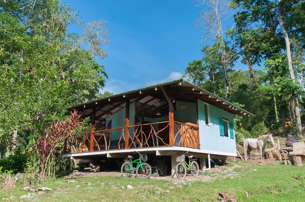 hometree-1.jpg