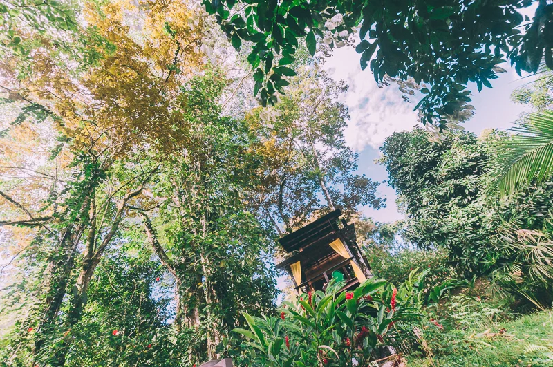 tree-house-costa-rica-1-2.jpg