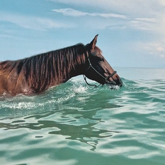 Swimming with Horses In the Caribbean