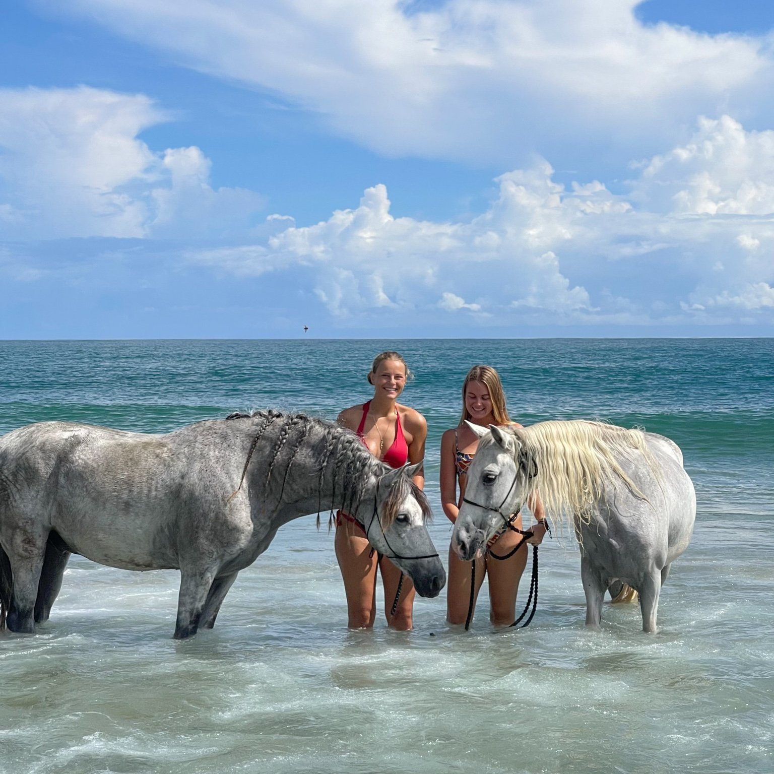 Swimming with The Horses