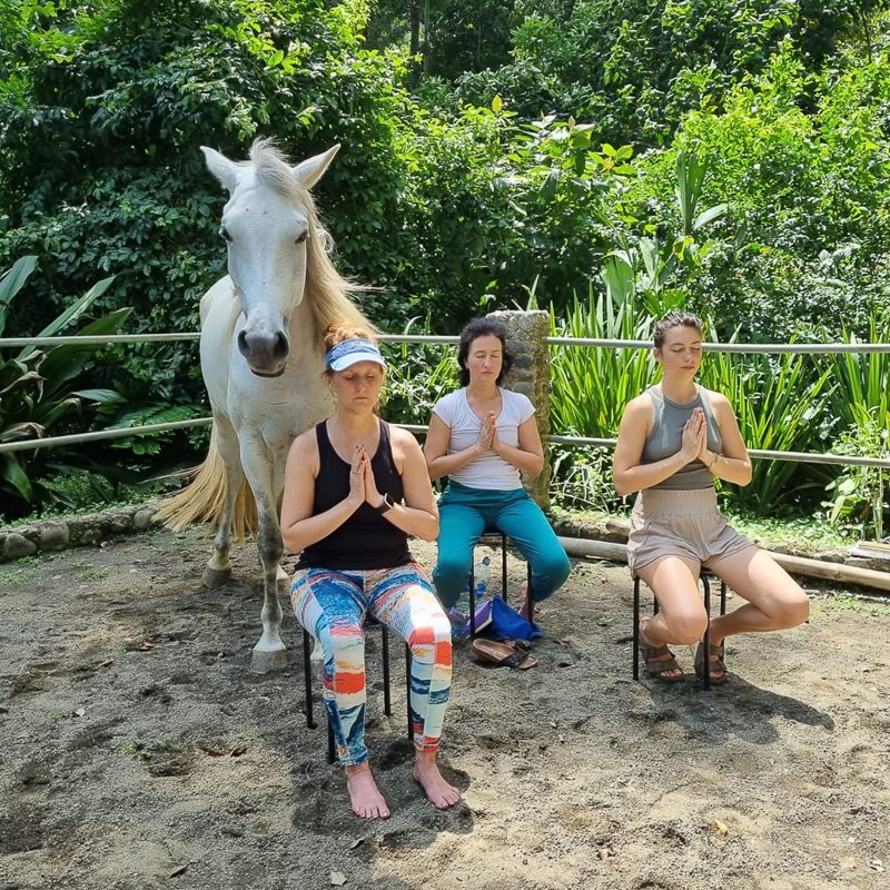 Meditations with Horses at Liberty