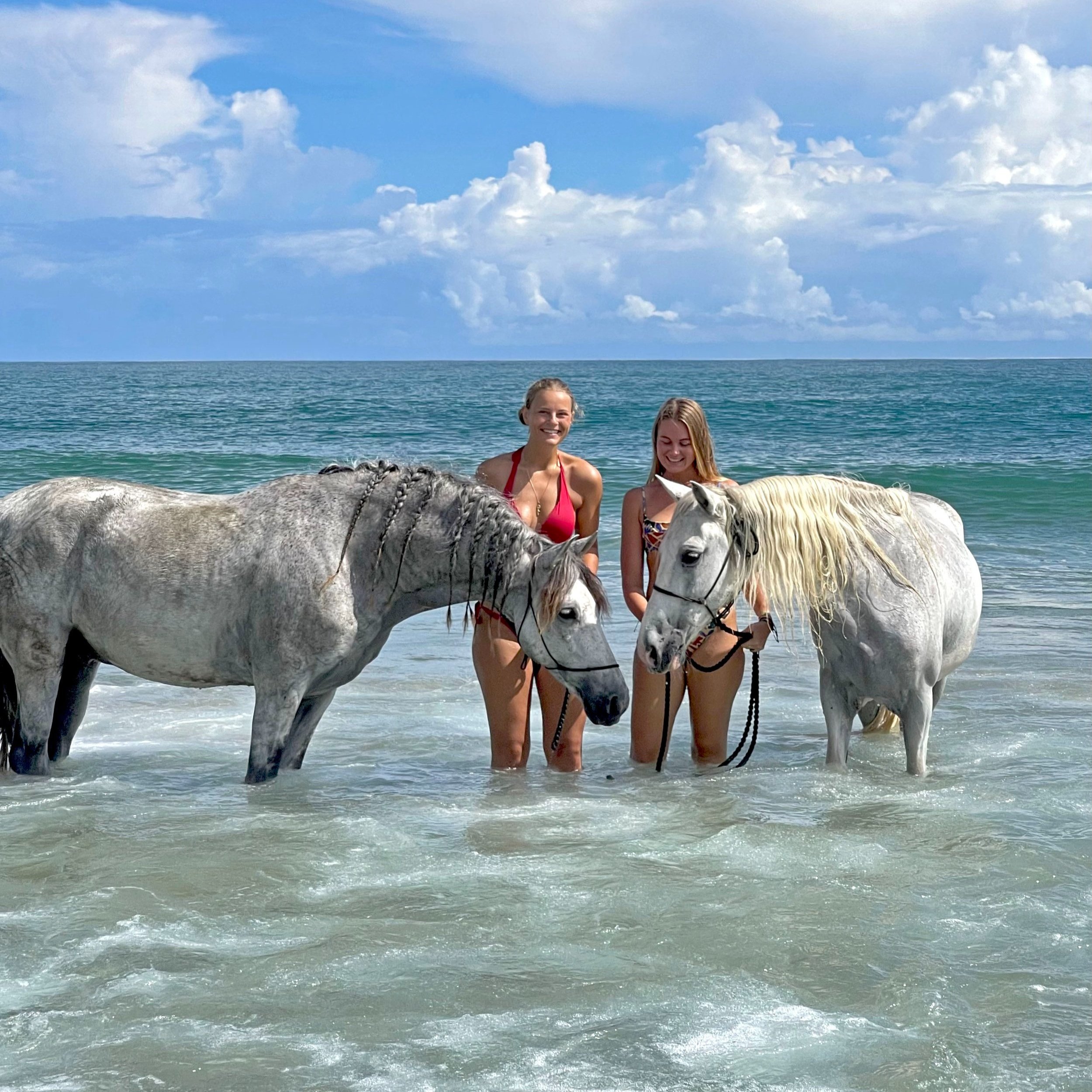 Swimming with Horses