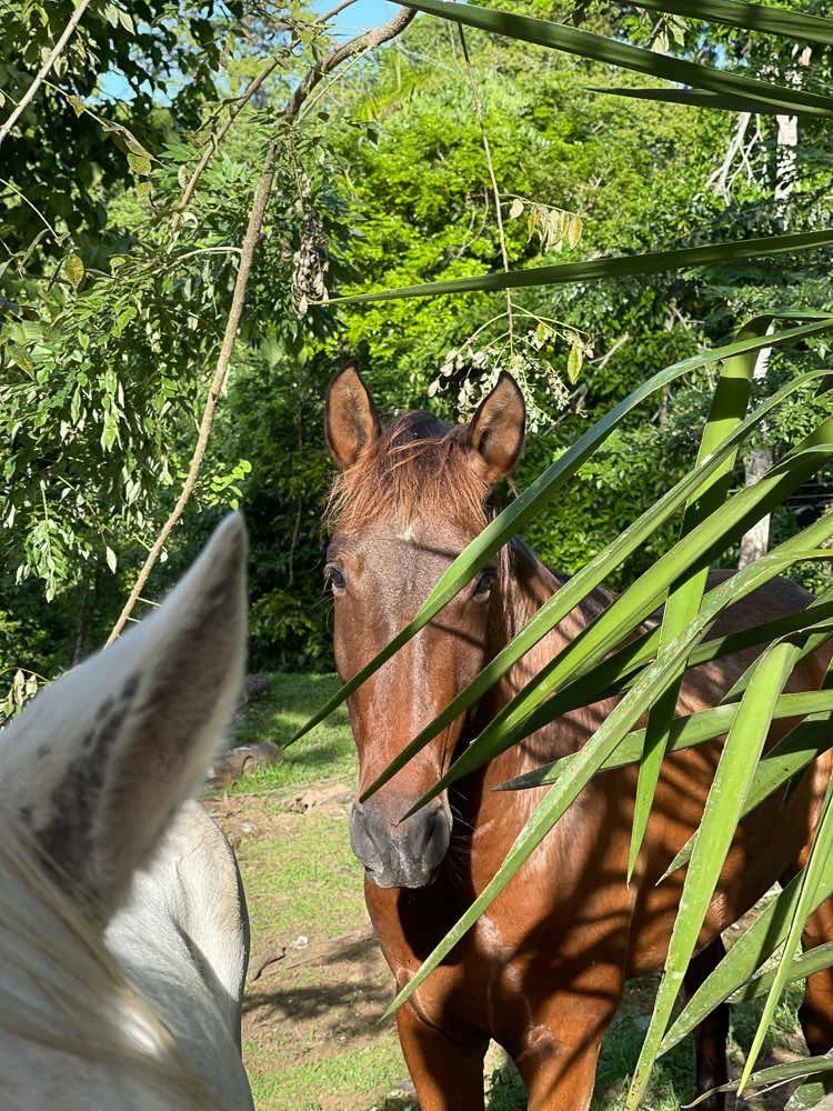 A bay andalusian horse in the jungle