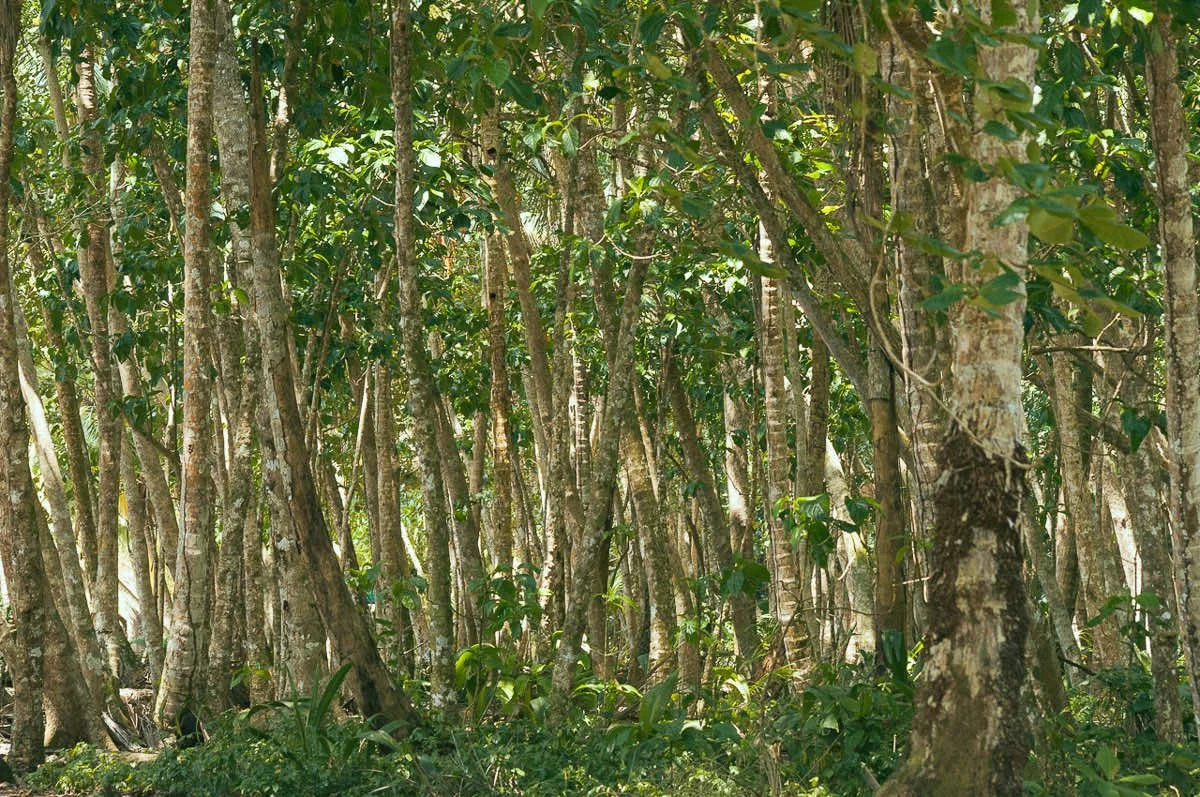 Manzanillo National Park