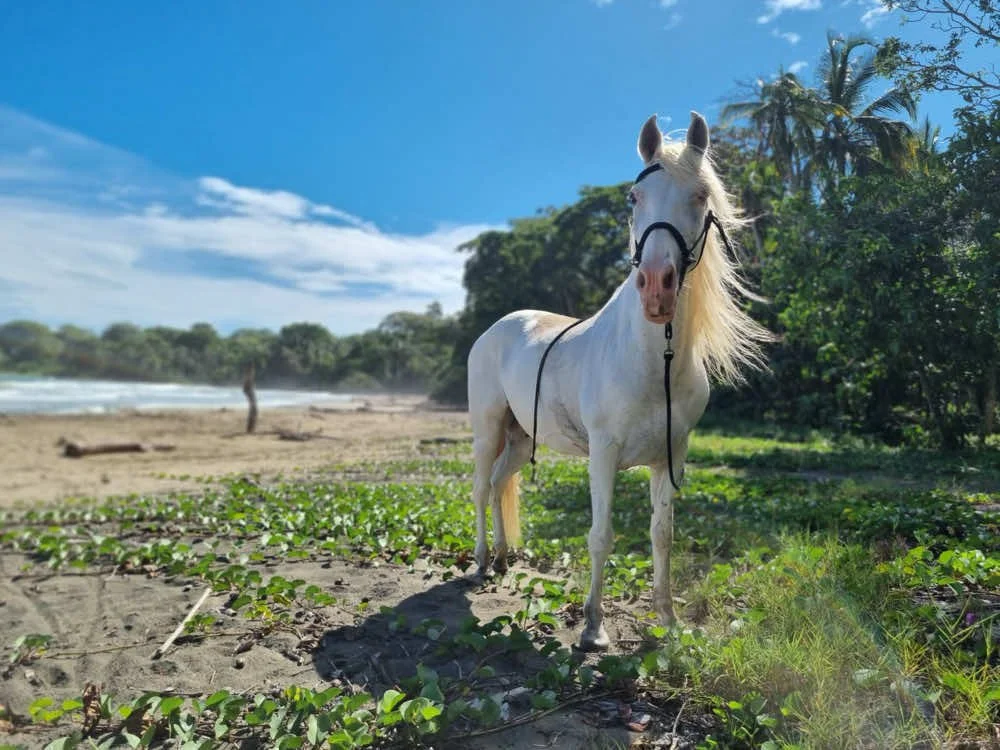 Punta Cocles, the closest beach to Kindred Spirits. This is where we go for Swimming with Horses.