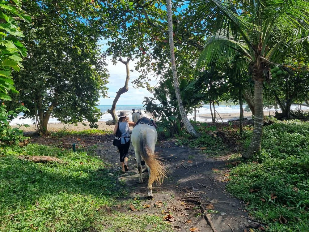 Punta Cocles, the closest beach to Kindred Spirits. This is where we go for Swimming with Horses.