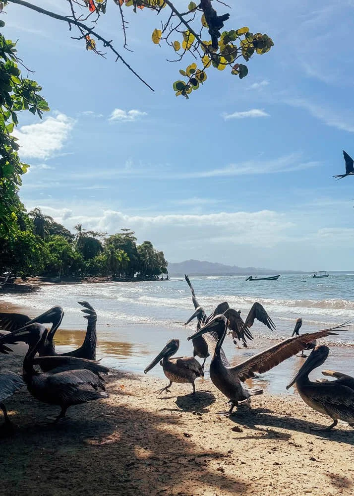 Pelicans at fishermen spot Puerto Viejo