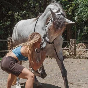 A horse trainer implementing horse stretches with an andalusian horse