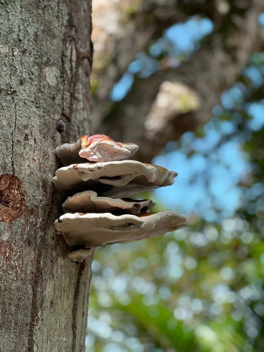 Manzanillo National Park