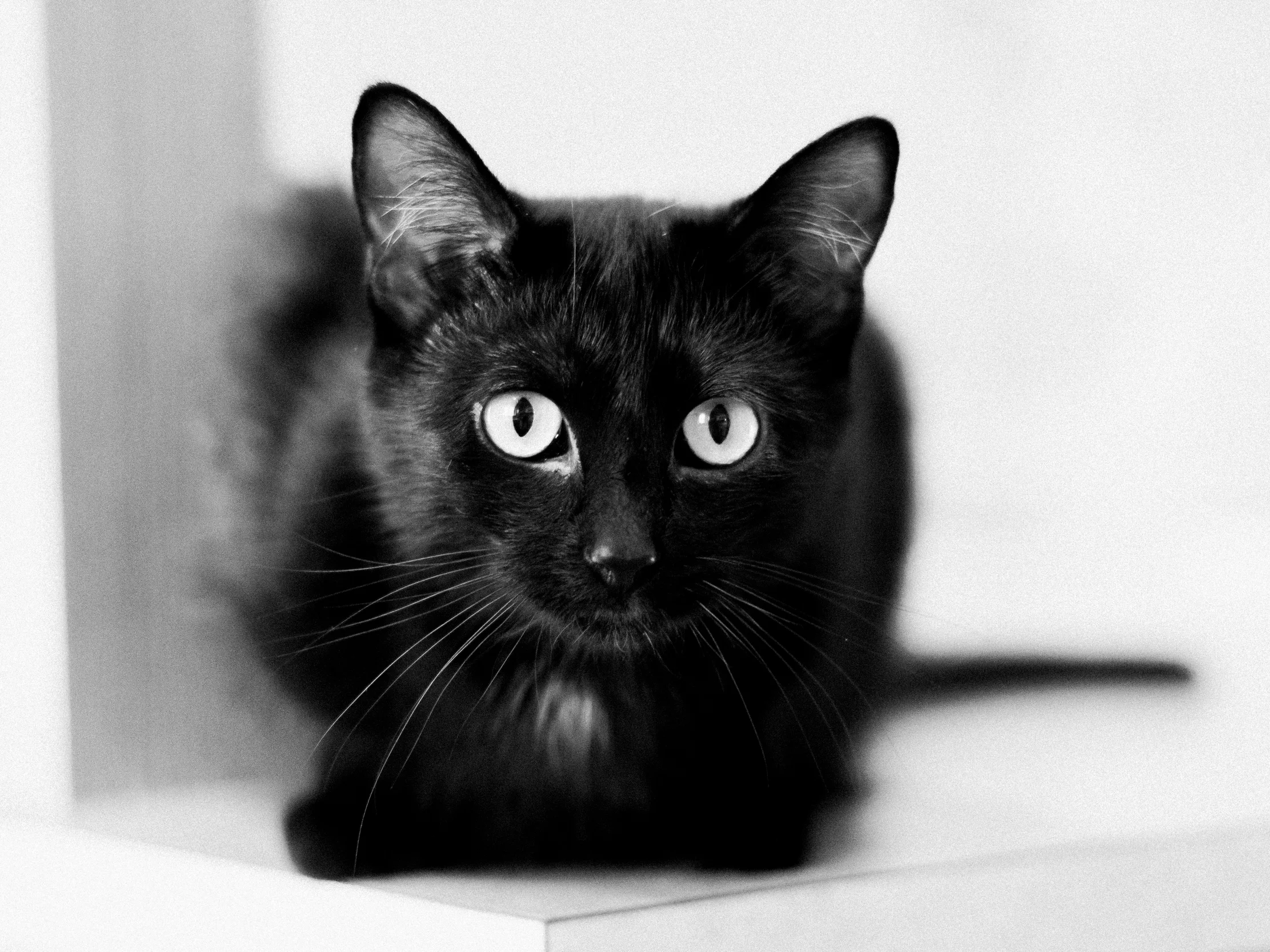 portrait pet cat photography indianapolis omaha photographer