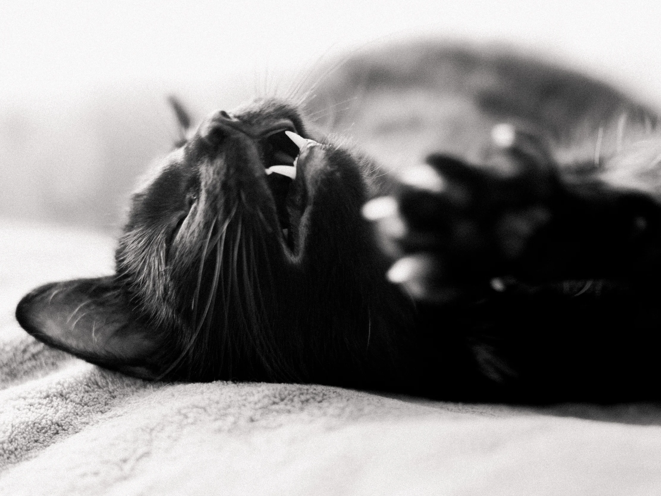 portrait pet cat photography indianapolis omaha photographer