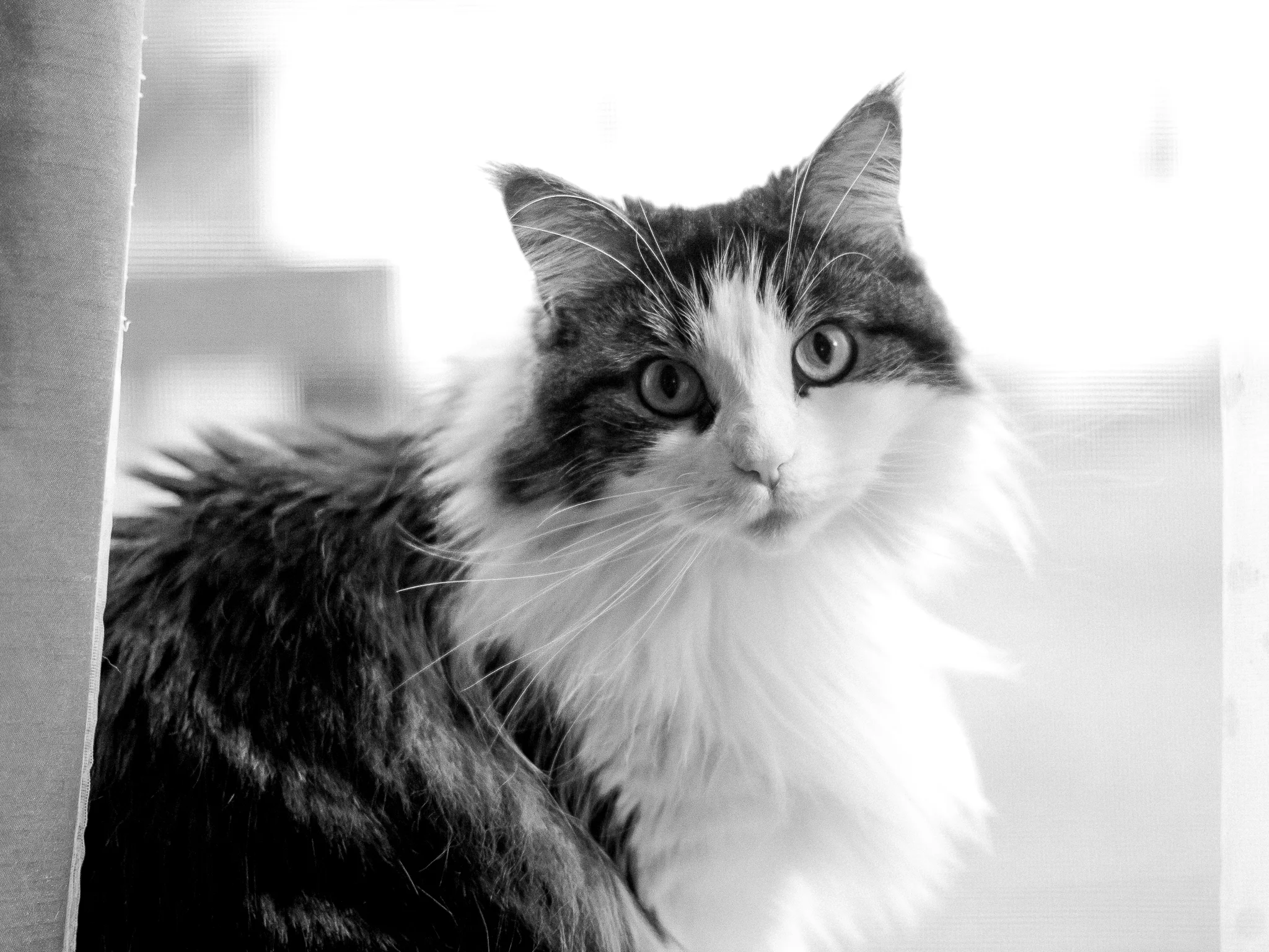 portrait pet cat photography indianapolis omaha photographer