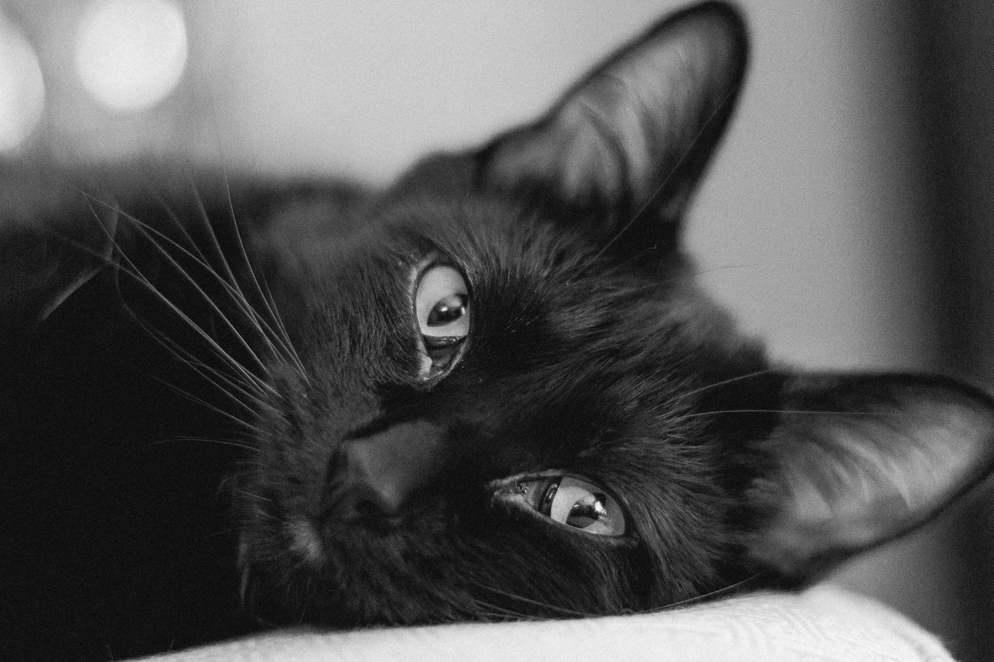 portrait pet cat photography indianapolis omaha photographer