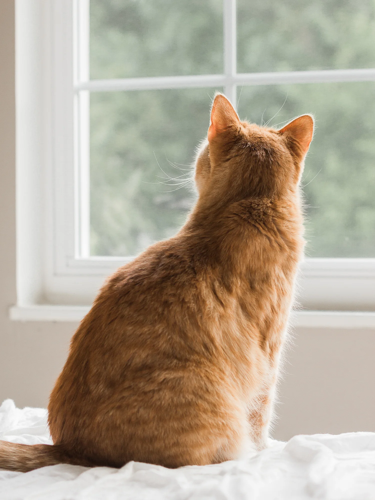 portrait pet cat photography indianapolis omaha photographer