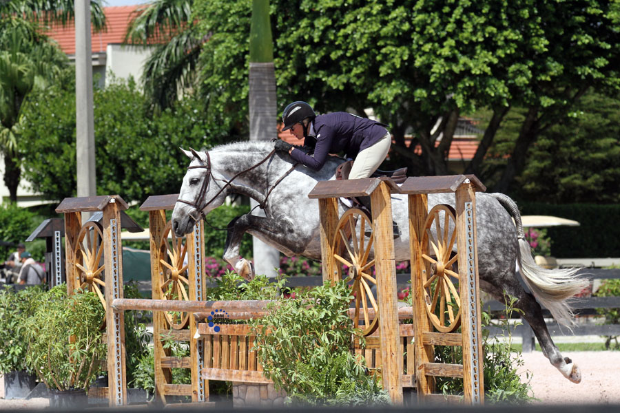 Hhs ladyhidden hills stable for sale Hhs ladyhidden hills stable for sale