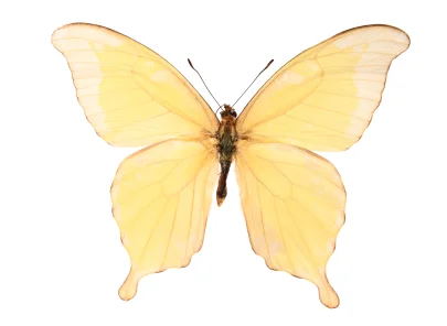 yellow butterfly.jpg