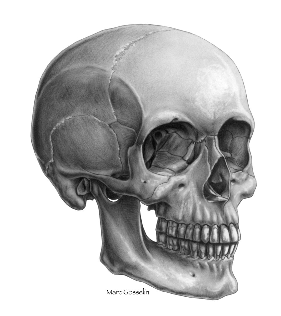 skull__three_quarter_view_by_marcgosselin-d4g4fqm.jpg