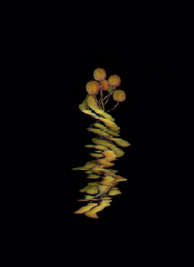 Binarium XII
