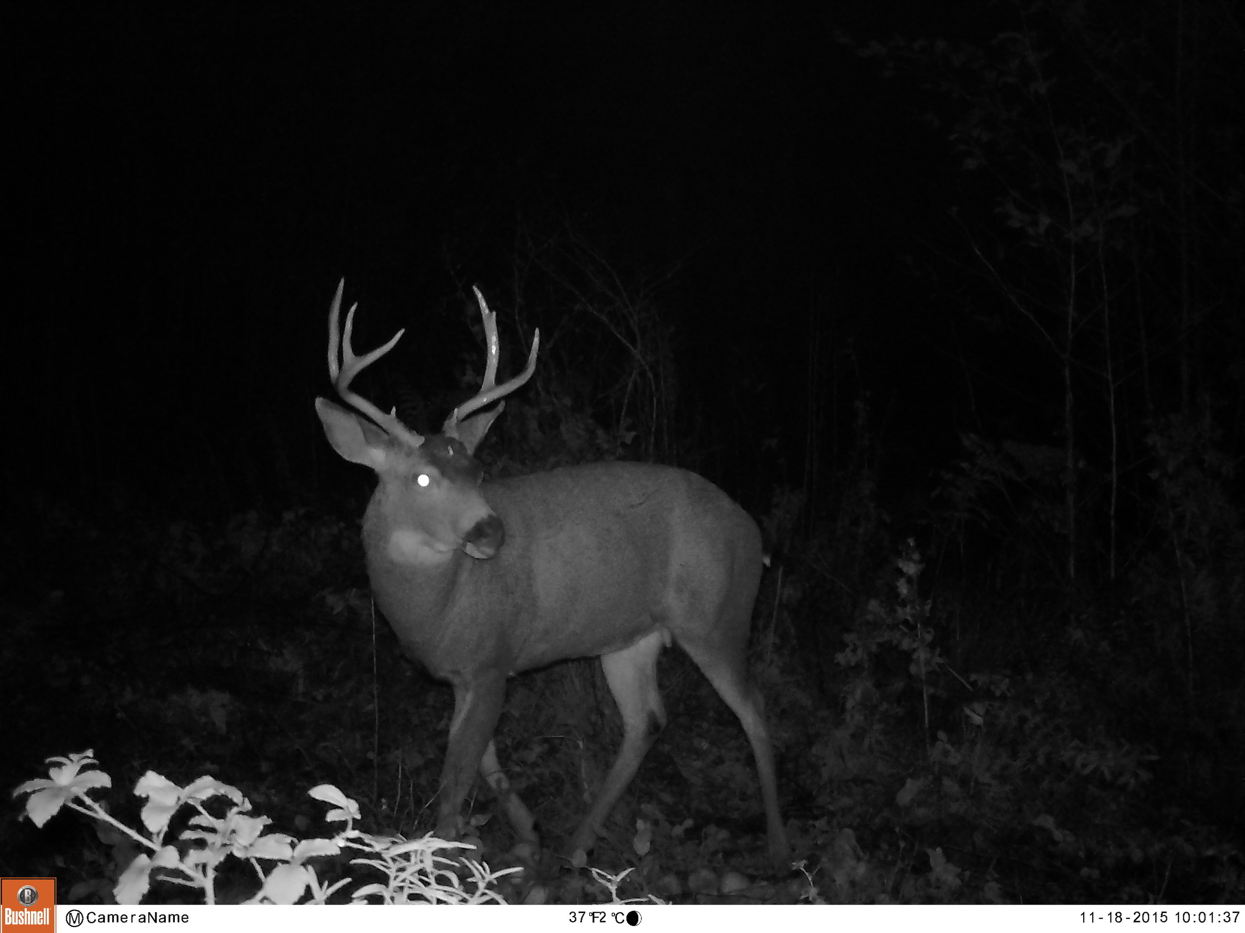 This is the buck I ended up harvesting. He was pretty predictable in his activity, and tasted delicious.