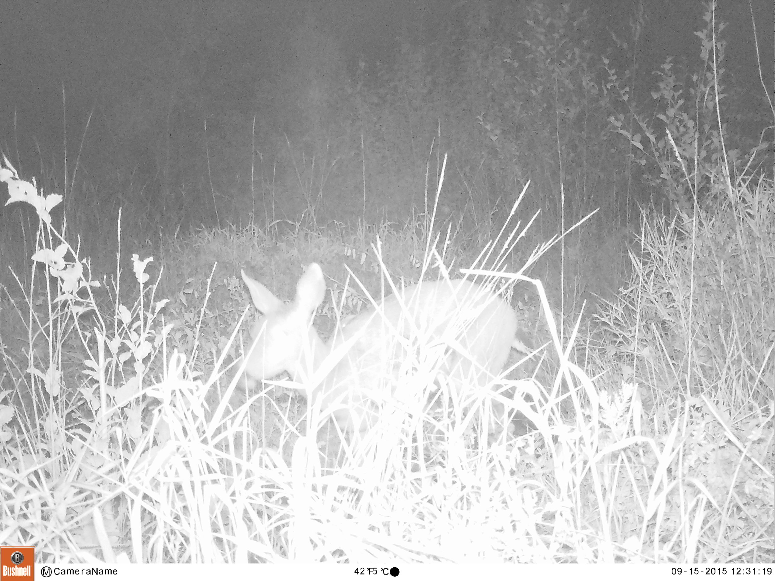 Here is what the high NV flash setting looks like. I had to experiment a couple nights to find the optimum setting that didn't blow out the contrast.