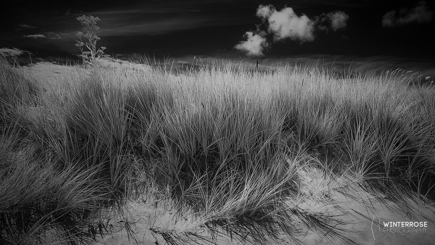 The dunes on a secluded bay on St. Martins