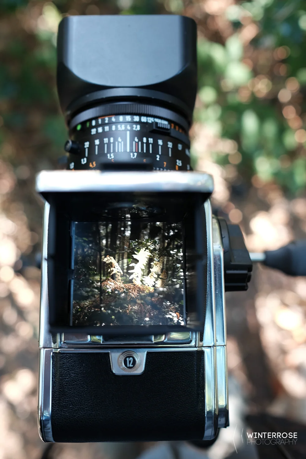 Looking through the focusing screen is glorious, but focusing takes practice! 