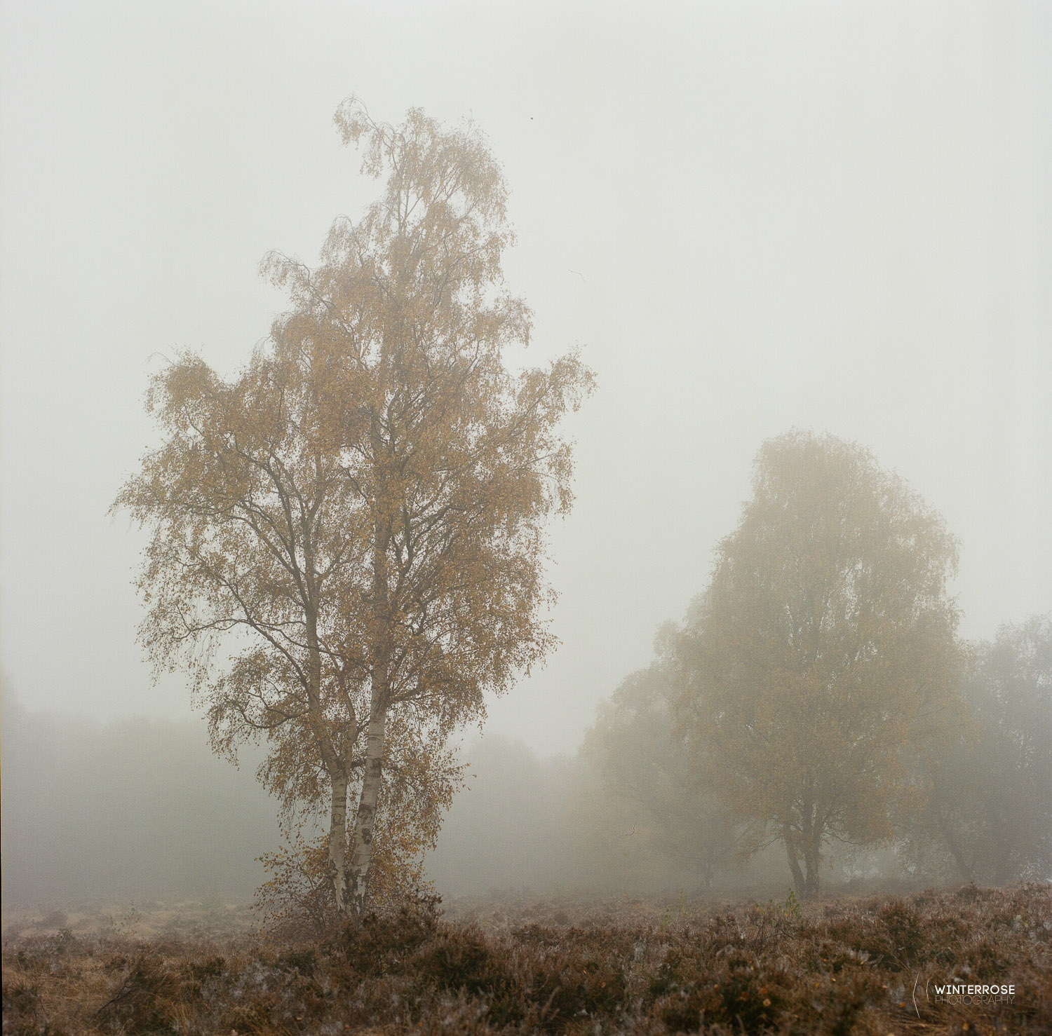 Kodak Portra 400