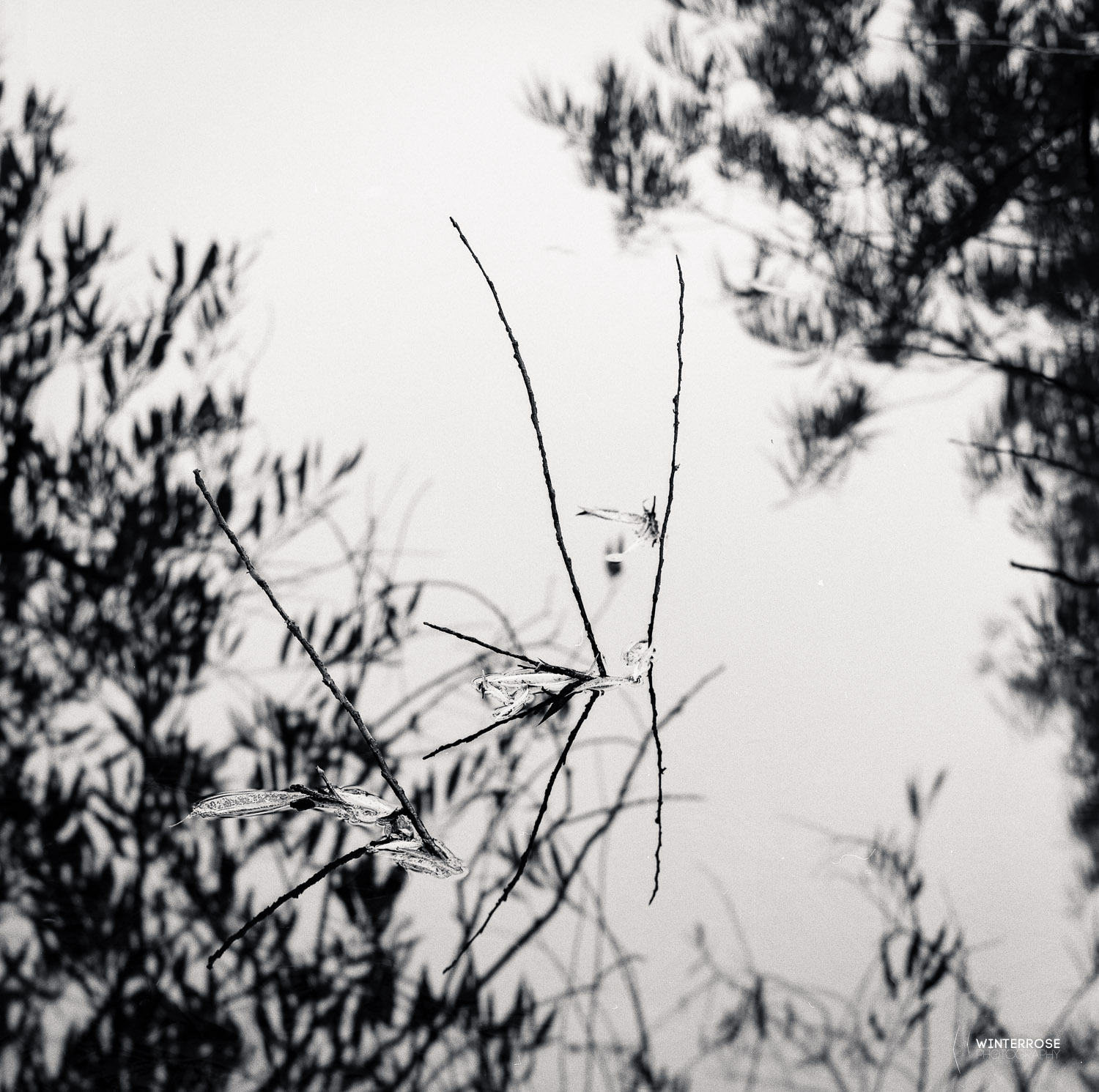Fuji Acros 100