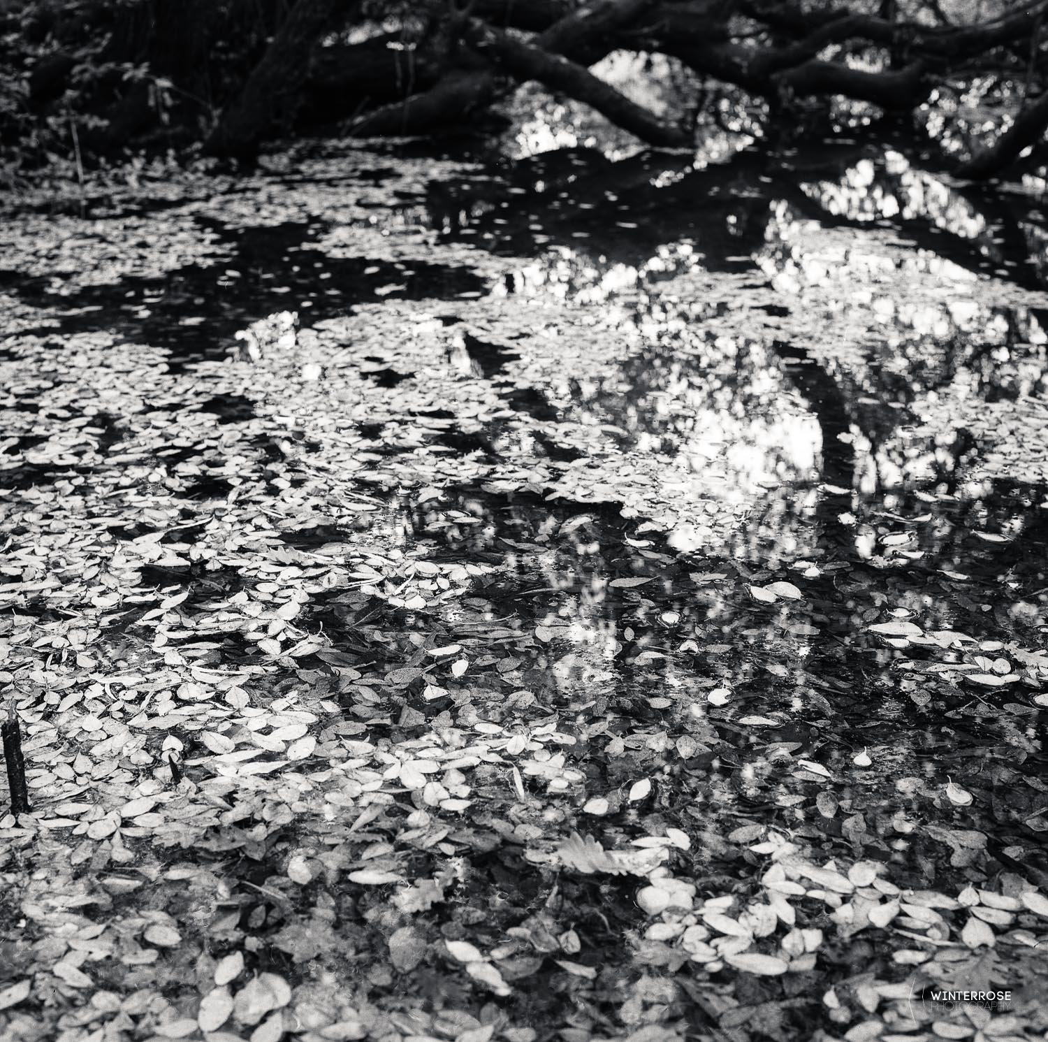 Fuji Acros 100 Pushed +2 stops