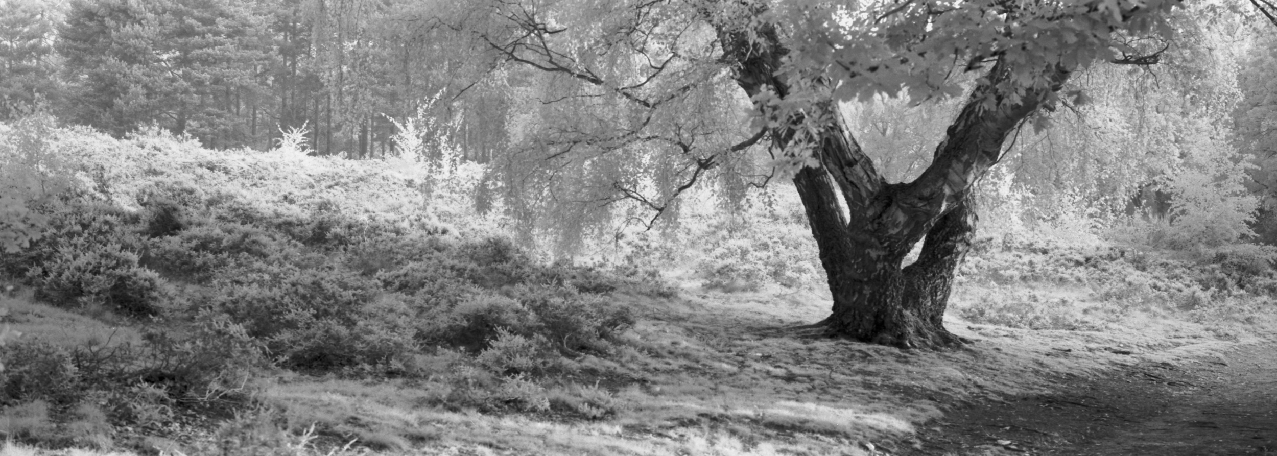 Ampthill Heath - XPan and Rollei Superpan 200 with IR Filter