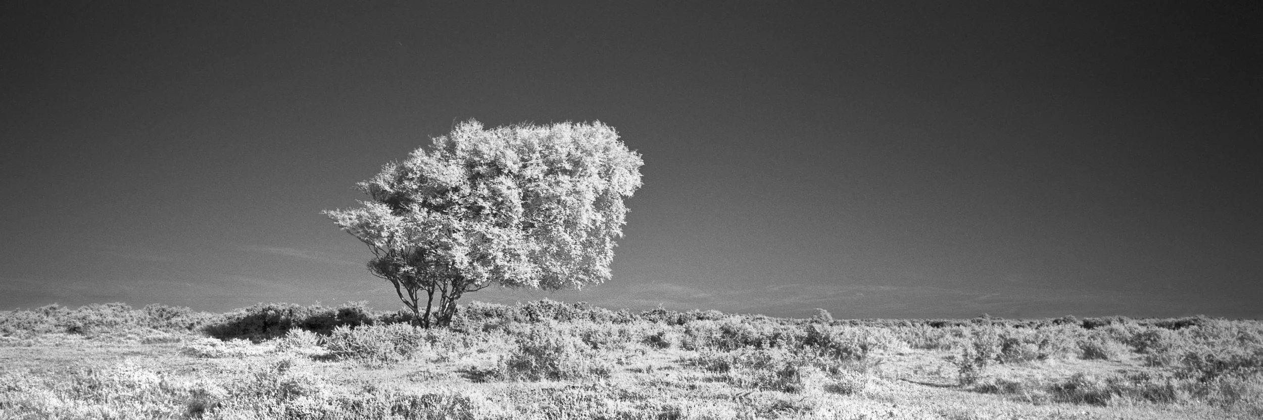 Rollei Superpan 200 xpan168_1.jpg