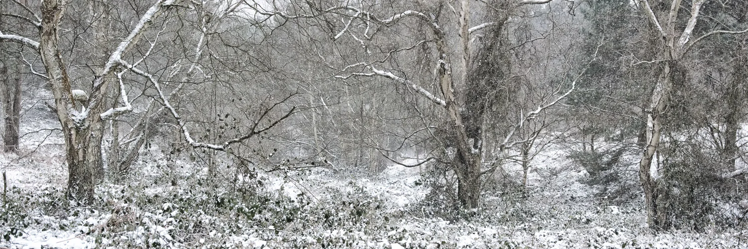 The woods at the edge of Shire Oak Heath in the snow. A rare, but lovely sight.