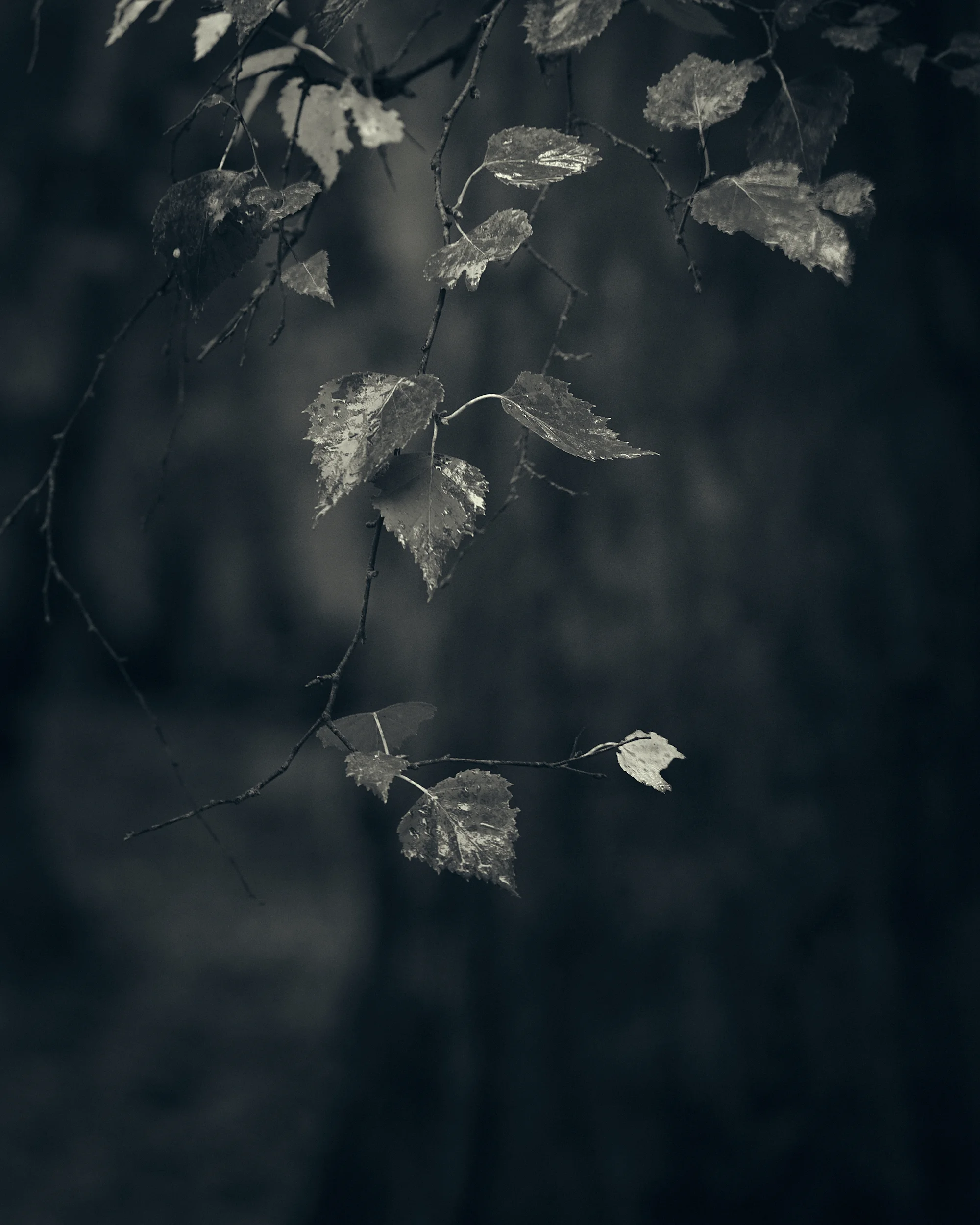 Heath and Reach - Darren Rose Photography.jpg