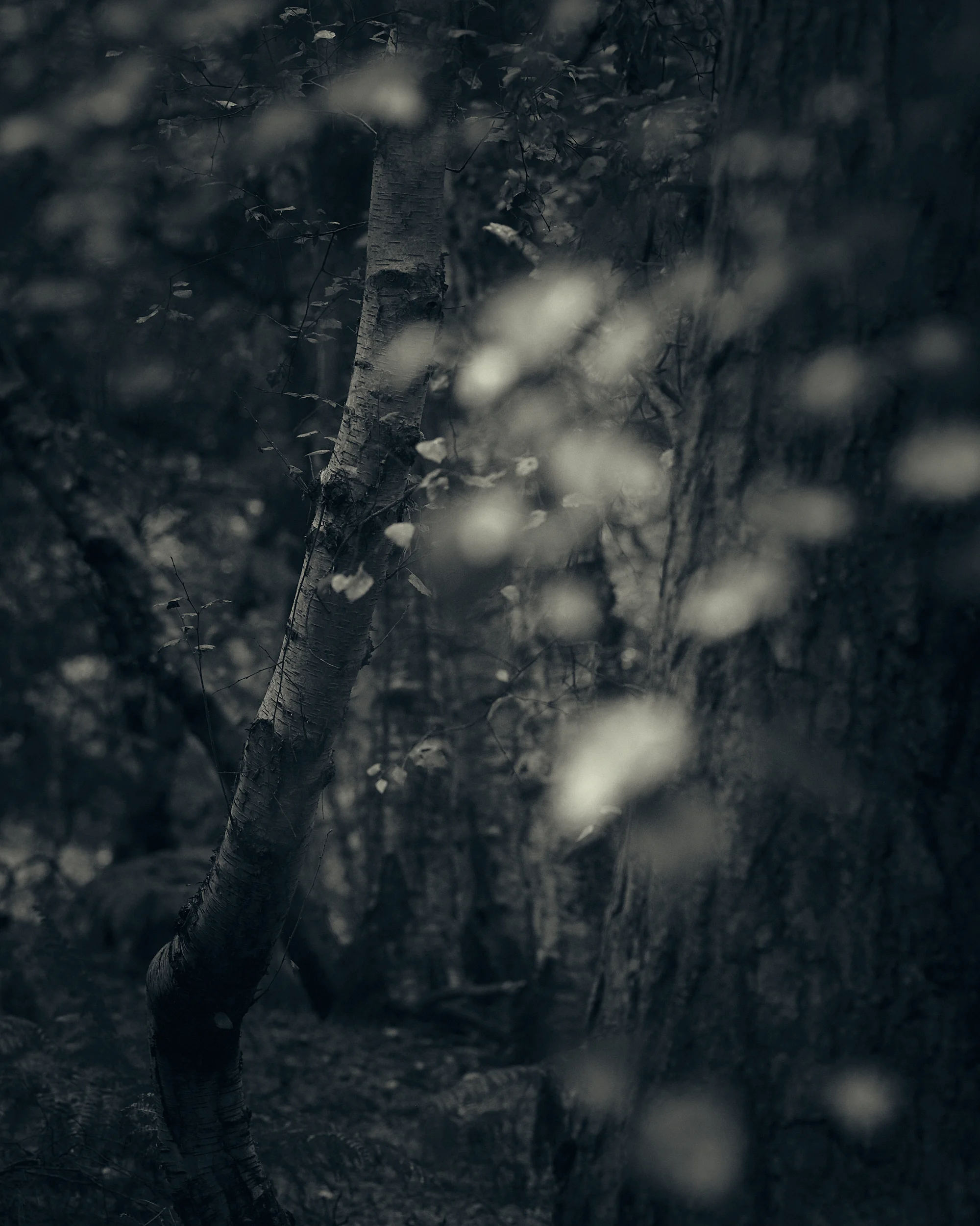 Heath and Reach - Darren Rose Photography 2.jpg