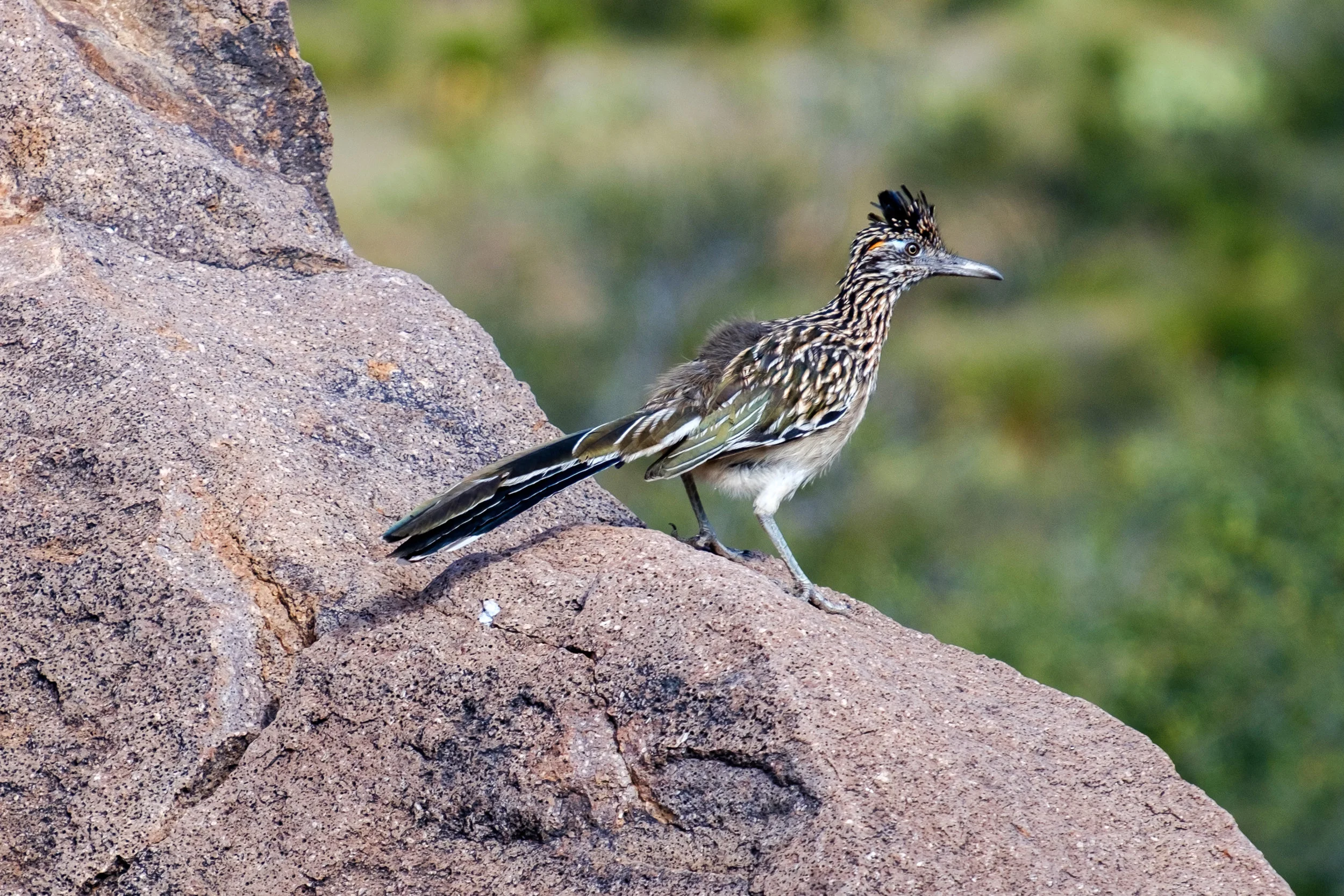 DSCF8950.jpg